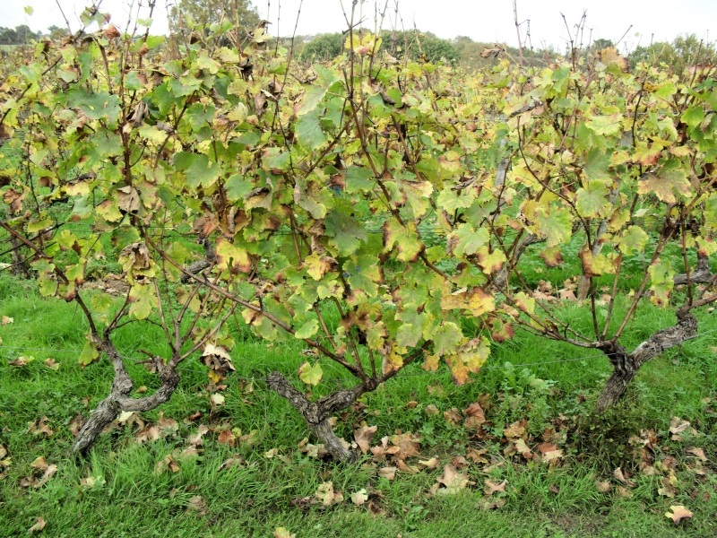 Les vignes de Saint Denis d'Anjou